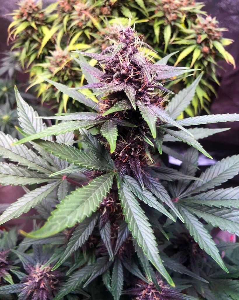 Purple Kush Autoflower Seeds | Seed Bank | Auto Purple Kush Seeds USA