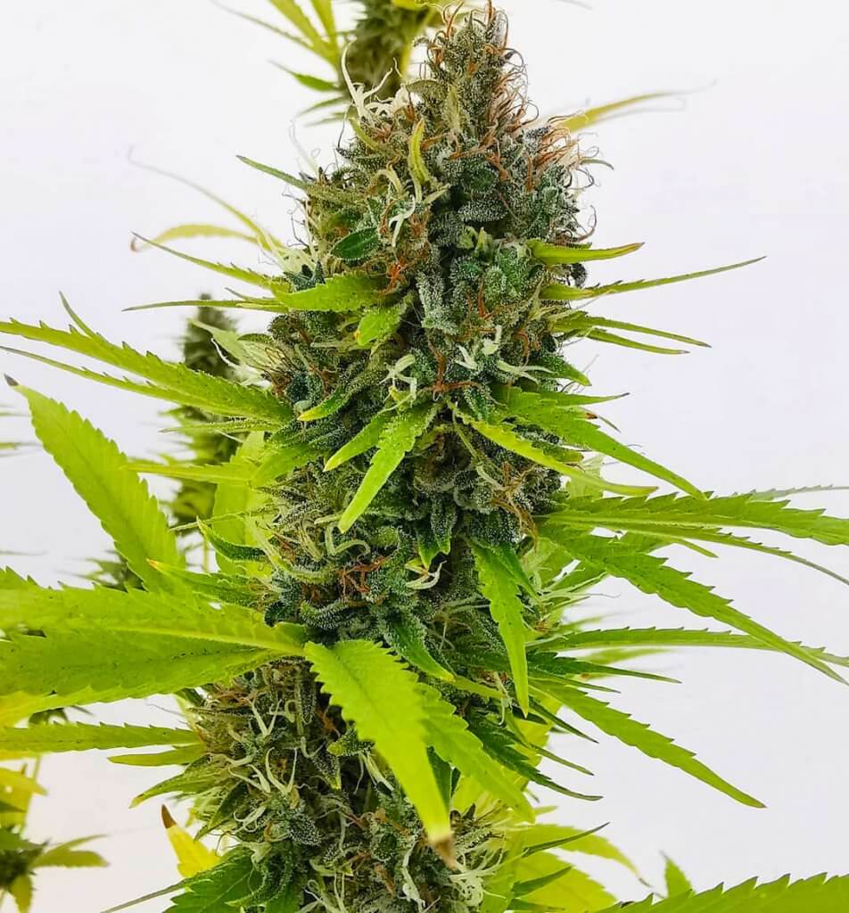 Northern Lights FAST Seeds | Fast Flowering Cannabis Seeds | Seed King