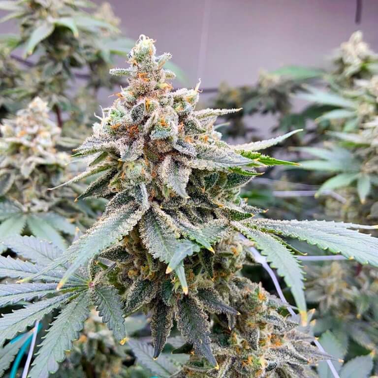 Bruce Banner Strain | Feminized Bruce Banner Seeds