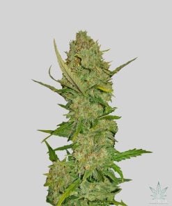 pineapple express seeds cannabis seed bank