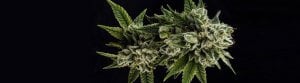 gorilla glue cannabis seeds gg4 usa online 1