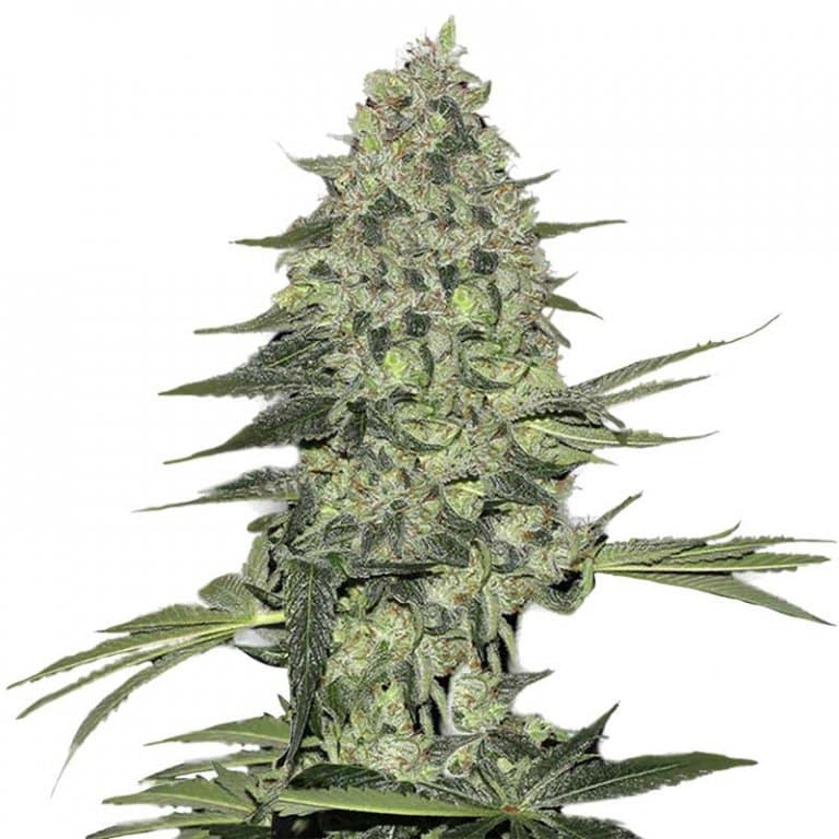 Bubba Kush Seeds | Feminized Bubba Kush Strain Cannabis Seeds