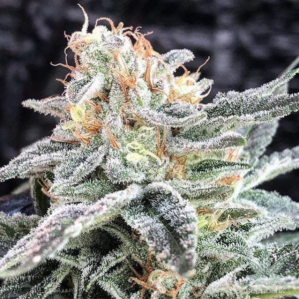 Zkittlez Weed Strain Seeds for Sale | Seed Bank