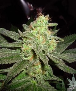feminized-g-13-cannabis-seeds-usa-seedking.com