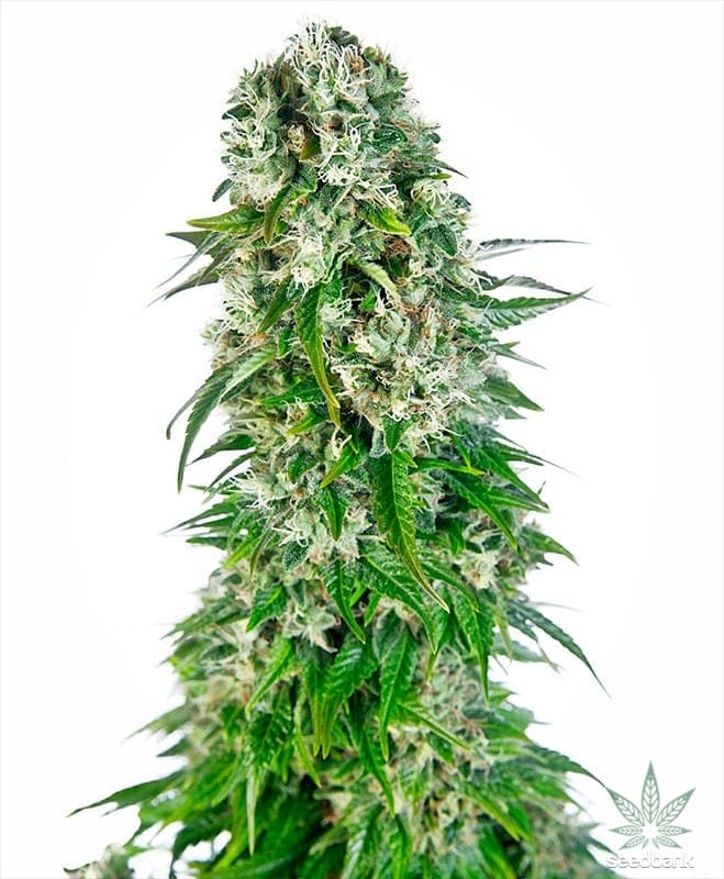 large marijuana plant seeds