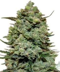girl-scout-cookies-seeds