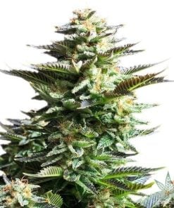 products-seeds-white-fire-alien-kush-1-600x600