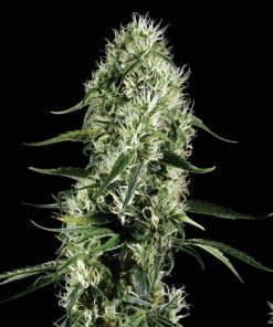 CBD_super_silver_haze_seeds_feminized_cannabis_seeds_online