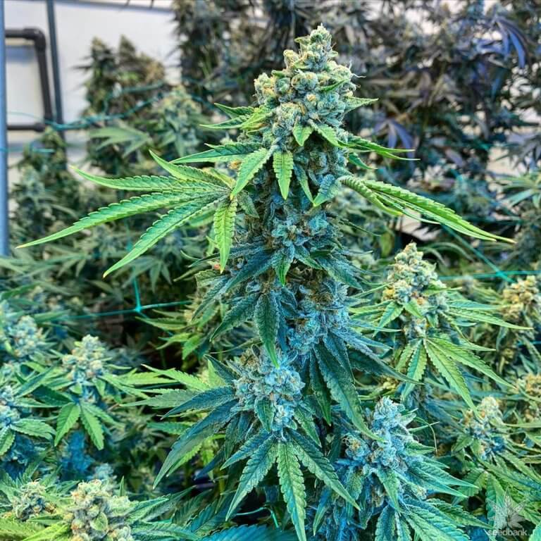 Bubba Kush Seeds | Feminized Bubba Kush Strain Cannabis Seeds