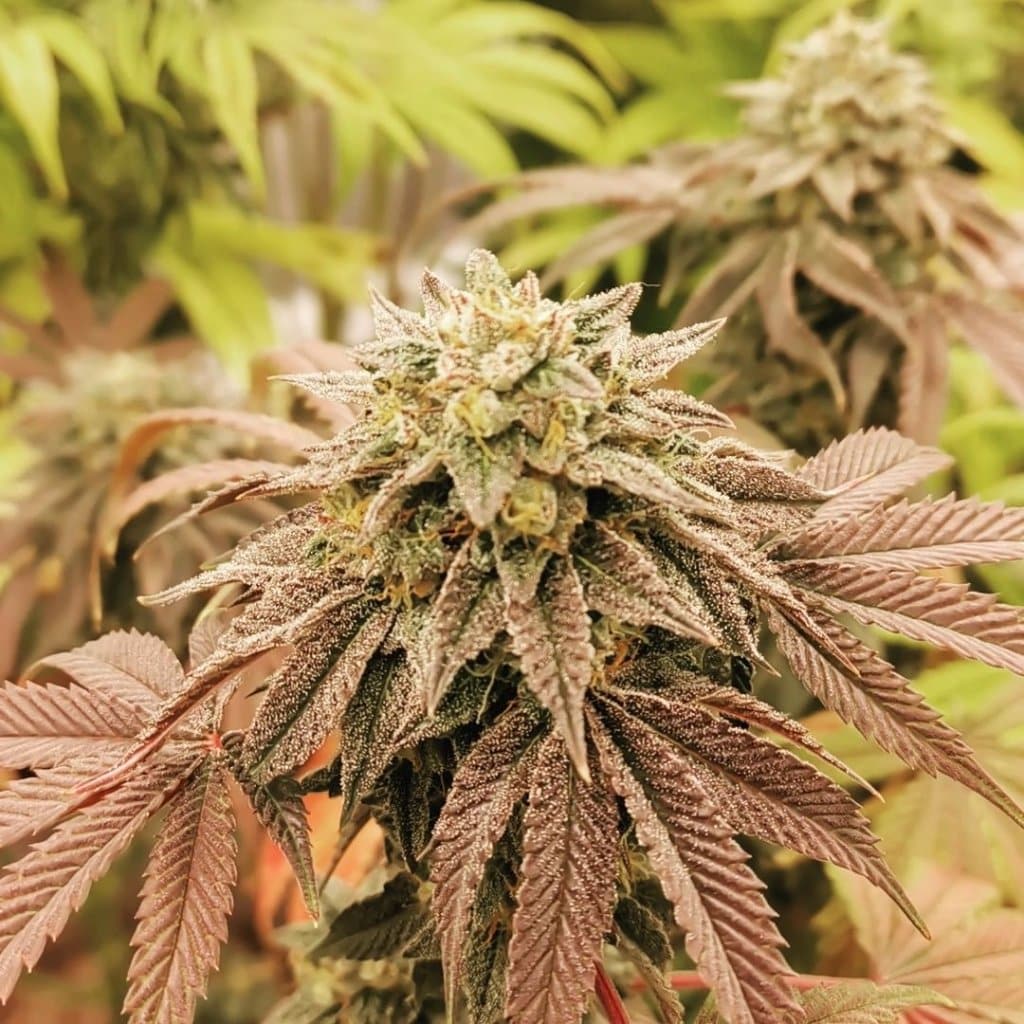 Bubba Kush Seeds | Feminized Bubba Kush Strain Cannabis Seeds