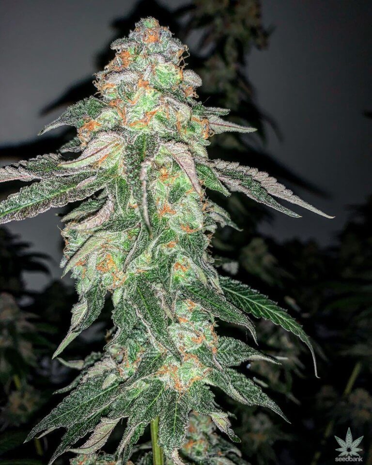 Purple Punch Seeds | Cannabis Strains for Sale | Seed Bank