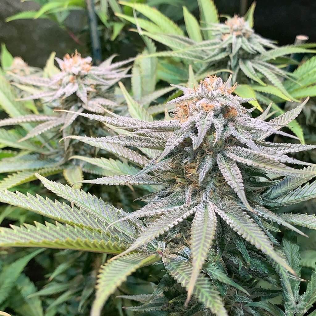 flowering time for purple punch strain