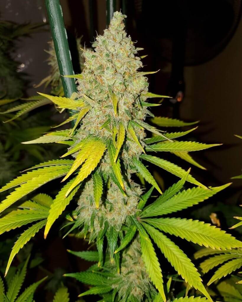 AK-47 Strain Seeds | AK-47 Cannabis Seeds | AK47 Weed Seeds