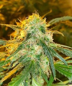 maple leaf indica strain marijuana seeds