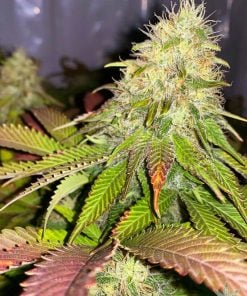 maple leaf indica strain cannabis seed bank
