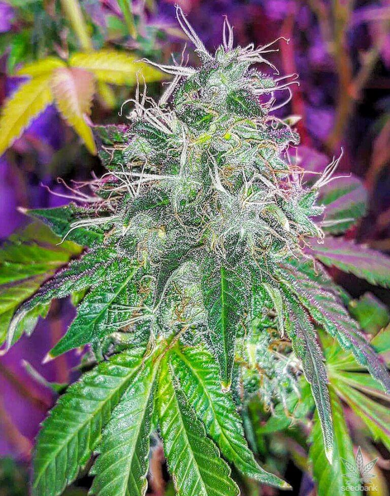 Moby Dick Seeds - Seed Bank - Feminized Moby Dick Marijuana Seeds