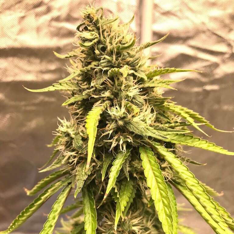 Trainwreck Seeds - Seed Bank - Feminized Trainwreck Marijuana Seeds