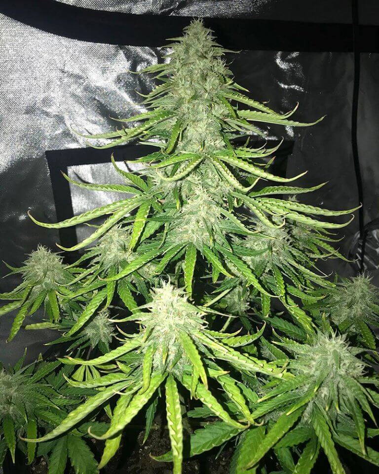 Trainwreck Seeds - Seed Bank - Feminized Trainwreck Marijuana Seeds