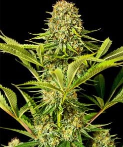 critical jack seeds cannabis strain