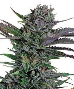So Mango Auto. Silver Pack 3-seeds pack