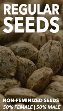 buy regular cannabis seeds - non feminized seeds